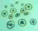 F2555 Waltham Pocket Watch Balance Escape And Center Wheel Lot For Repair Or Steampunk