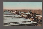 Syracuse New York C1910 Solar Salt Works Making Workers Posing Horses Ny. Fixed Price $9.99.
